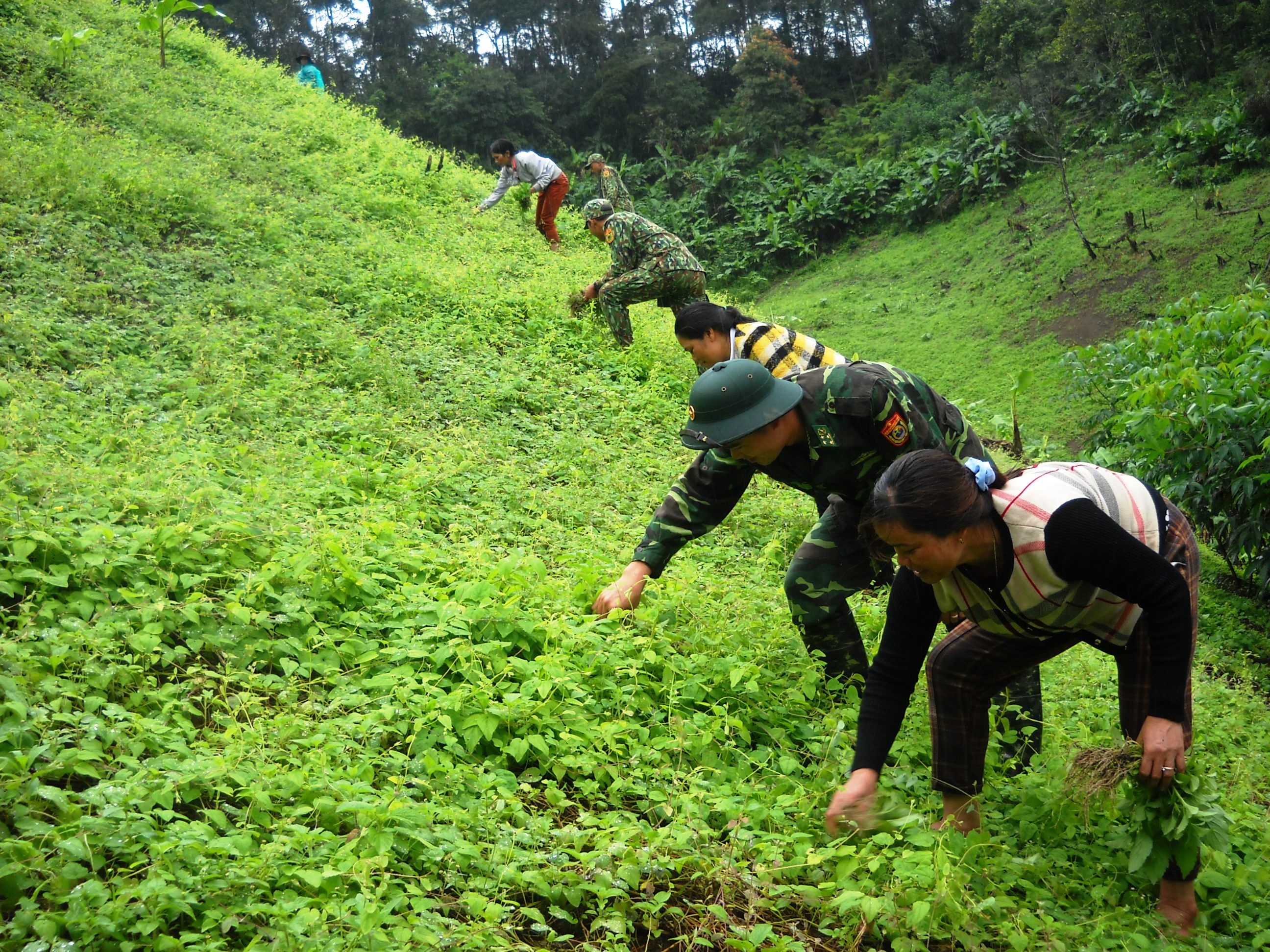Hiệu quả từ mô hình hợp tác trồng sâm dây